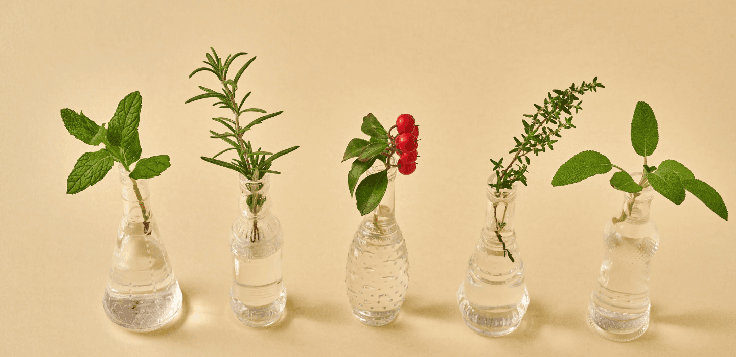 5 dicas para o seu temperinho de vaso durar mais na sua casa ou apartamento
